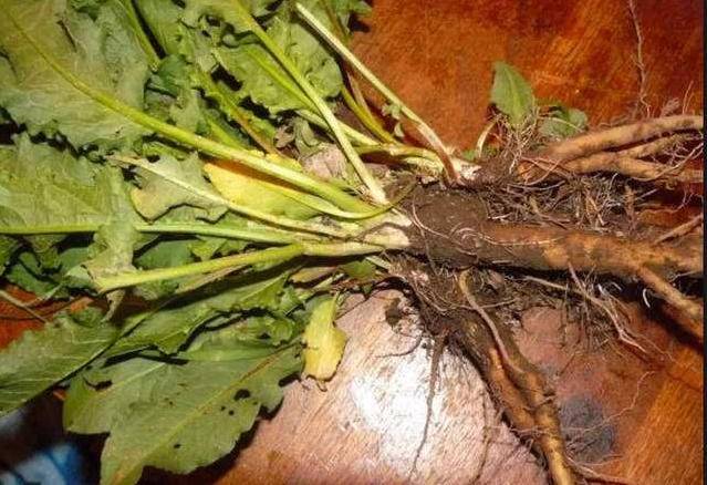 酸模可以吃吗，酸模怎么做菜吃（农村田里常见野草）