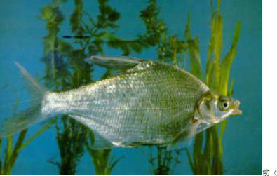 三叶唇鱼介绍，双唇鱼学名叫什么（鱼类：中国淡水鱼类图谱）