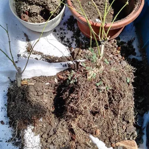 废旧花泥的妙用，废旧花泥可以种花吗（换盆后旧土别扔）
