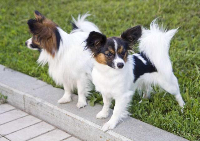 蝴蝶犬为什么禁养，蝴蝶犬的优缺点（为何外貌华丽的“蝴蝶犬”越来越失宠）