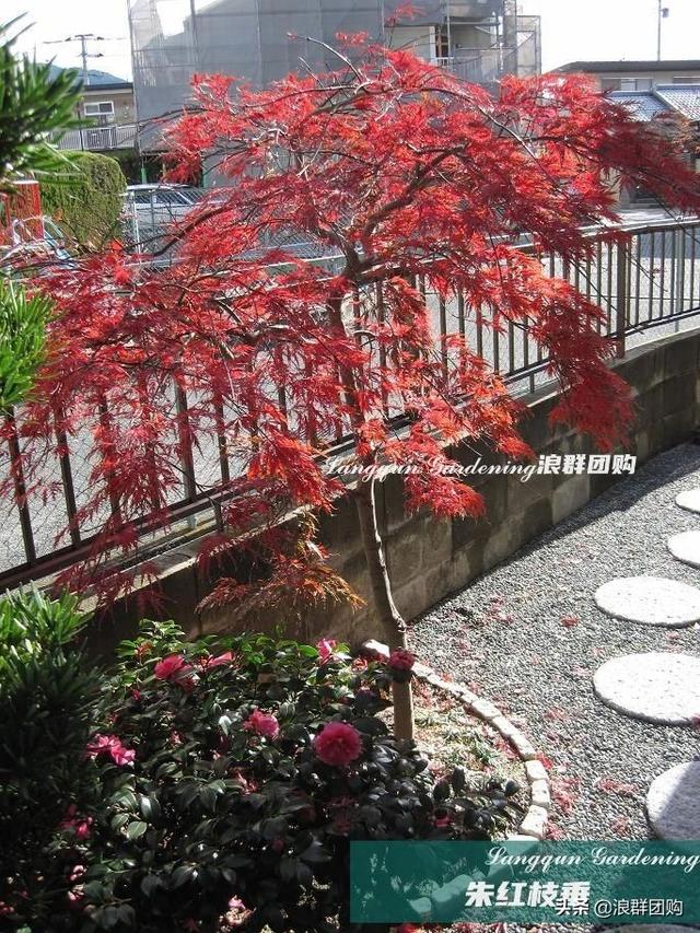 什么样的枫树填空。，什么的枫树填空词语二年级（增添了花园四季色彩之美）