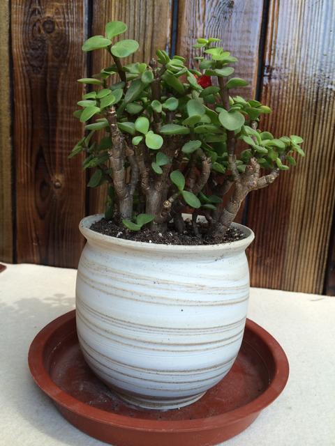 金枝玉叶的造型与修剪,金枝玉叶的修剪及定型(金枝玉叶盆景造型大全)