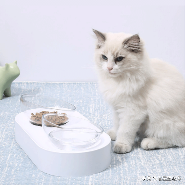 第一次养猫要注意什么，第一次养猫需要注意什么（做到