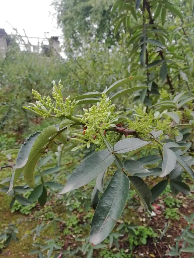 從種子發芽,到結果需要2年時間,樹齡要3-4年才能算豐產;以目前的技術