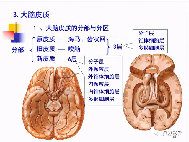 大脑杏仁体解剖图，高清大脑解剖图谱