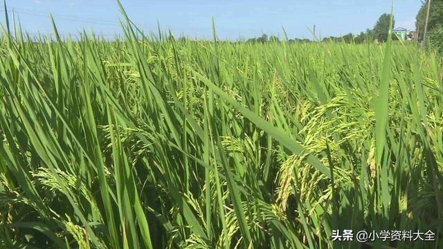 关于蔬菜类的词语，蔬菜的词语有（关于《水果蔬菜+农作物》的好词、好段、百科小知识）