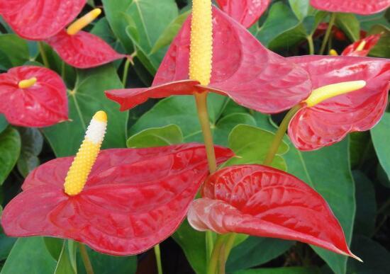 红掌有哪些品种，红掌有哪些品种名称（红掌品种图片大全）