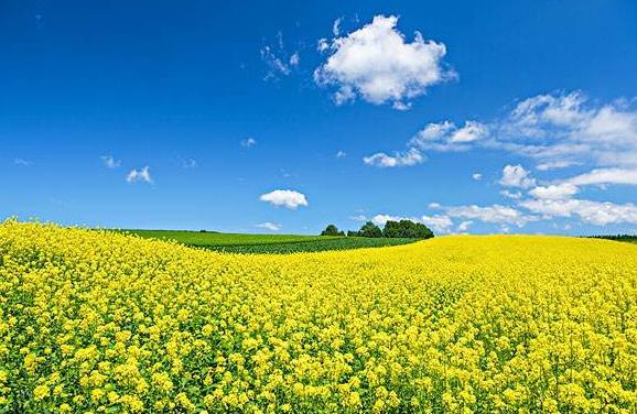 油菜花的花语是什么，油菜花的花语是什么祝福语（但是它的花语震撼人心）