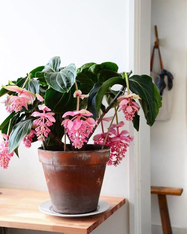 鸟尾花的繁育管理，鸟尾花 花期（30种耐阴花）