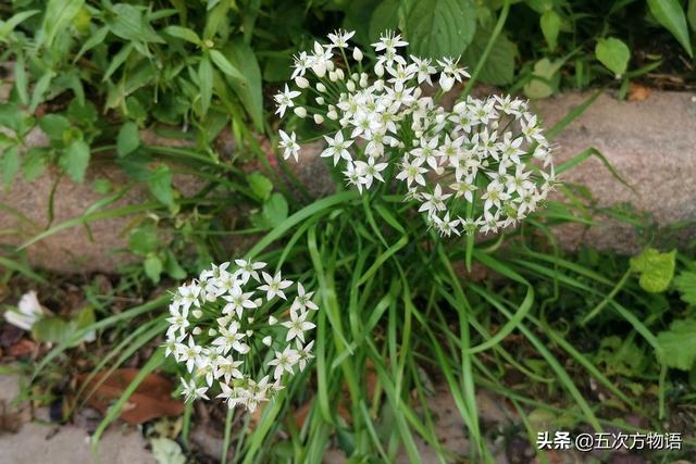 小葱和大葱的区别，小葱和大葱的区别有哪些（国内葱属蔬菜大全，你认识几个）