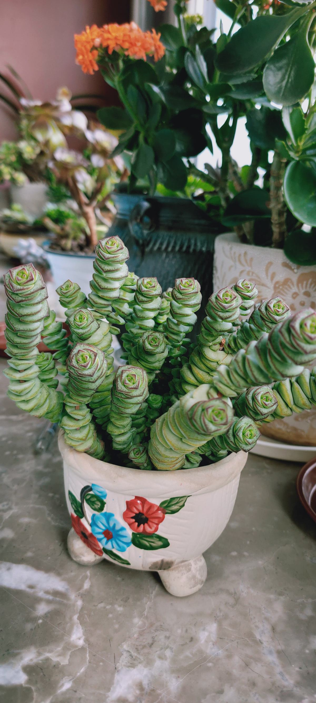 招财手植物怎么养，招财手植物怎么养怎样扦插三角梅（家里养盆招财多肉）