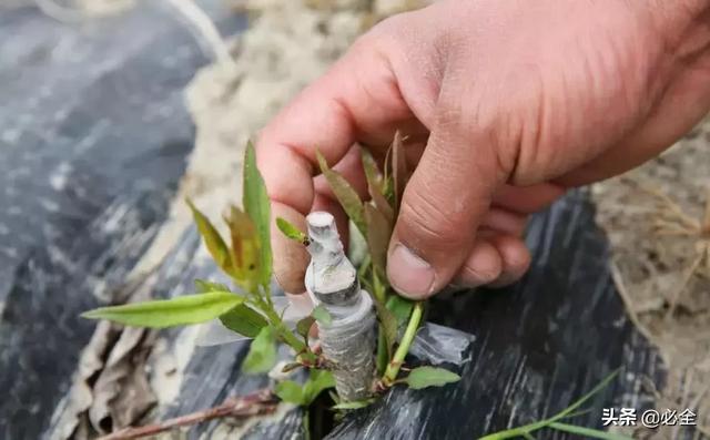 树苗有几种嫁接方法，树苗的嫁接方法（老司机总结的嫁接技术）