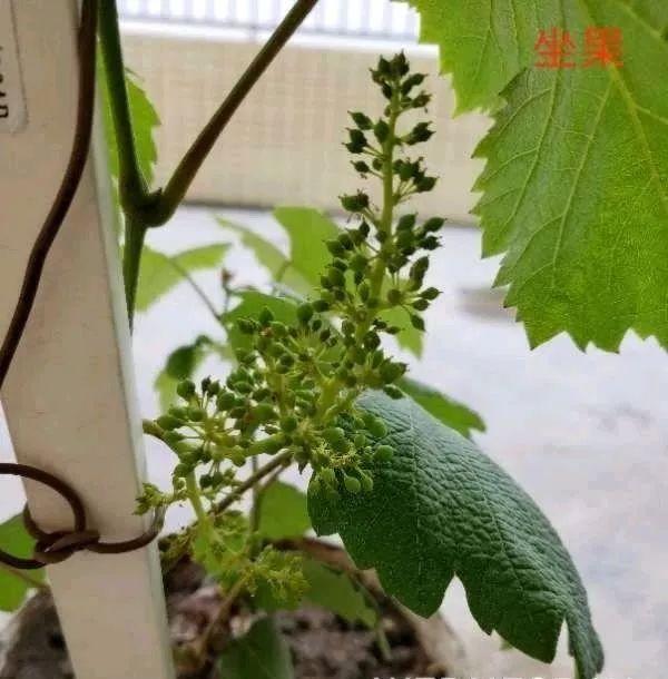 霸王花是火龙果的花吗，昙花、霸王花、火龙果花和令箭荷花的区别（奶奶把一根枝插土里）