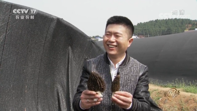 羊肚菌栽培技术，羊肚菌的种植方法和栽培技术是什么（亩产最高1000斤）