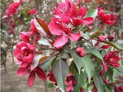 大叶海棠花的养殖方法和注意事项，家里养海棠花不吉利（大叶海棠花的养殖方法是什么）