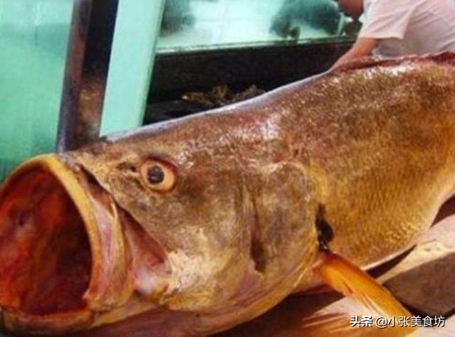 中国最好吃的几种鱼，个个都很贵，全吃过的话，可能是渔民
