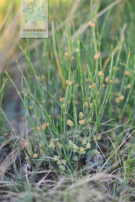本草图经作者是谁，《本草图经》的作者（芎藭 蘼蕪 藁本）