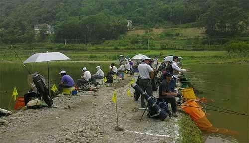 阿魏钓鱼怎么用，野钓中药阿魏最佳配方（那么该怎么使用呢）