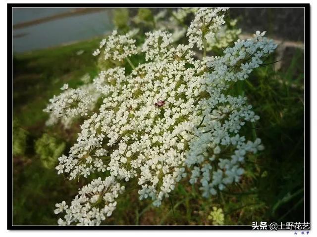 蕾丝花花语是什么，蕾丝花花语（亲眼所见的温柔惹人怜爱）