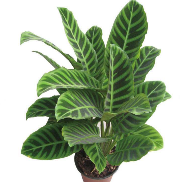 孔雀竹芋叶子卷边干枯，孔雀竹芋叶子卷边怎么办（冬季竹芋类植物干尖卷叶严重）