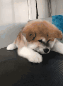 呆萌狗狗，呆萌狗狗道具（呆萌+有趣+憨厚图片）