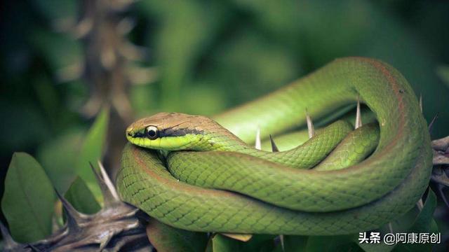 蛇怎么爬行，蛇怎么爬行的优美描写（大家喜欢蛇这种爬行动物吗）