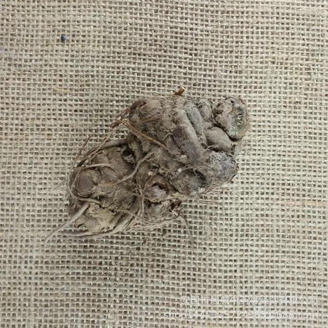 本草图经作者是谁，《本草图经》的作者（芎藭 蘼蕪 藁本）