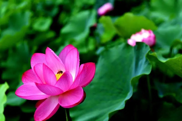 微山湖有哪些景区值得去玩，微山湖哪个景区最值得去（坐拥130000亩荷塘）