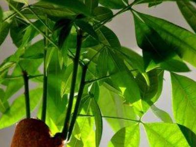 发财树养植的方法，发财树养植的方法和技巧（发财树的养护方法）