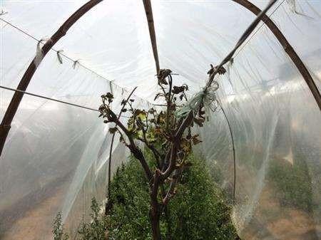 葡萄大棚，这样搭建大棚种植葡萄（葡萄大棚图片）