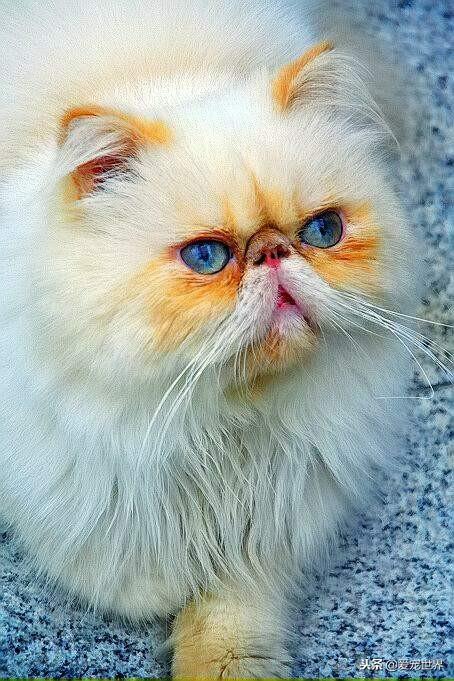 饲养喜马拉雅猫一定要注意的事情，养普通猫的要注意什么（集温柔和聪明于一身的猫咪）