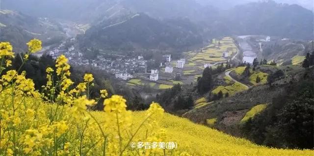 油菜花开的季节，适合家庭室内养的花与绿植（2019年全国油菜花开放时间表）