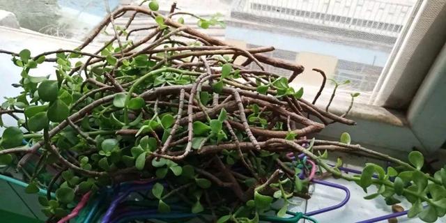 发财树可以扦插繁殖吗，发财树扦插繁殖方法（发财树养一盆就够了）