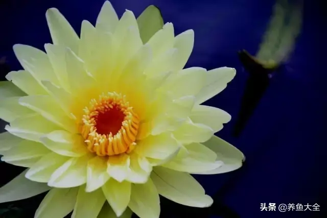 莲花的别称有哪些，莲花的别称有哪些拼音（ 太齐全太珍贵了）