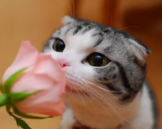 可爱小狗图片，狗狗的图片好看大全（50张可爱的小狗狗）