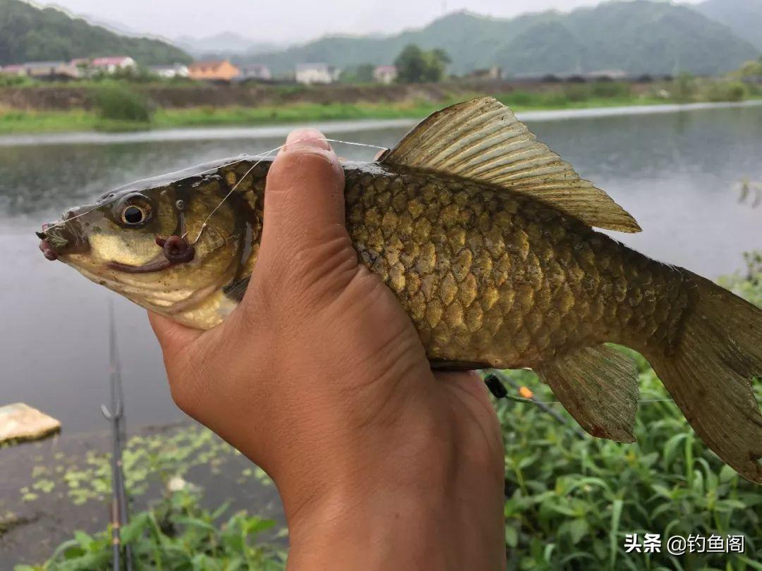 揭秘北京钓鱼黑坑骗局：警惕虚假广告，避免上当受骗，守护你的垂钓权益