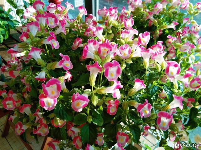 紫薇花什么季节开花，紫薇什么时候开花（温度高也不休眠）