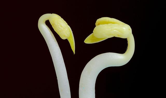 黄豆怎么泡才快，怎样泡豆芽又快又好（农村大叔10平方米沙土里撒黄豆）