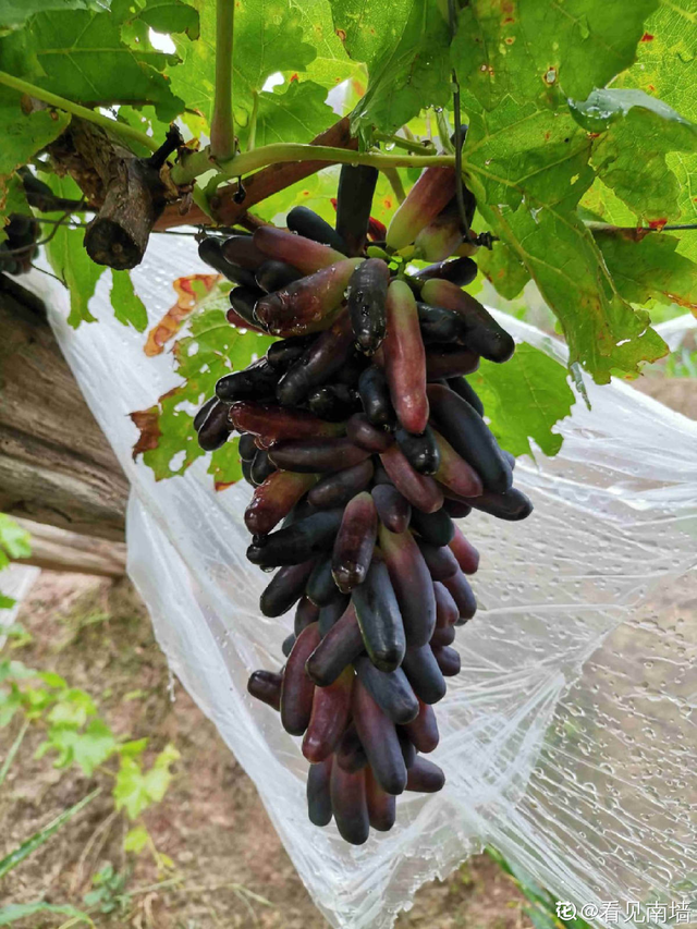 桃子是什么季节的水果，桃子成熟季节（你家乡的特色水果是什么）