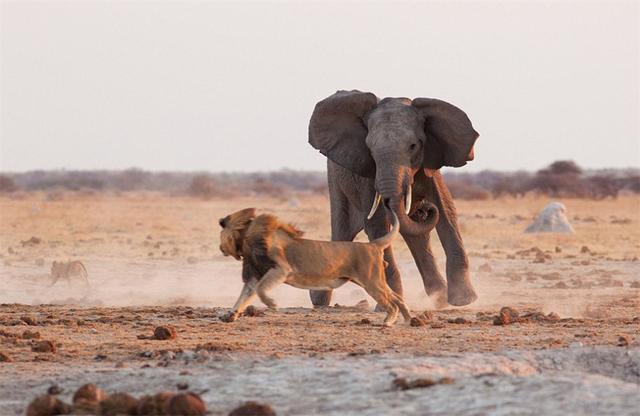 杨棋珺非洲森林象，非洲森林象和亚洲象（称霸非洲草原无敌手）