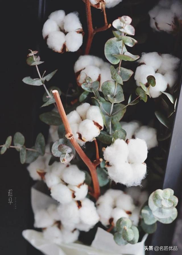 棉花花语和寓意是什么，棉花花语（花店老板娘手中的棉花）