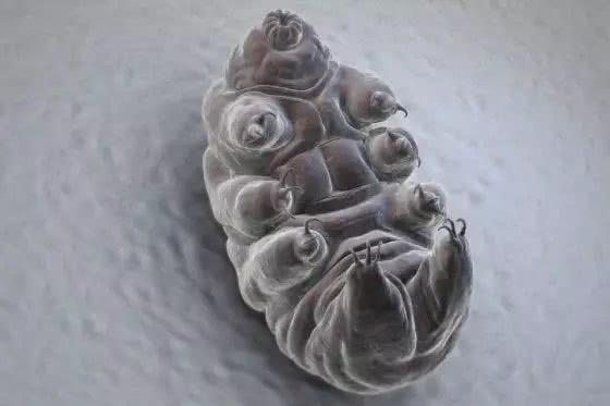 北极有哪些动物，北极有什么动物（5种适应极寒生物）