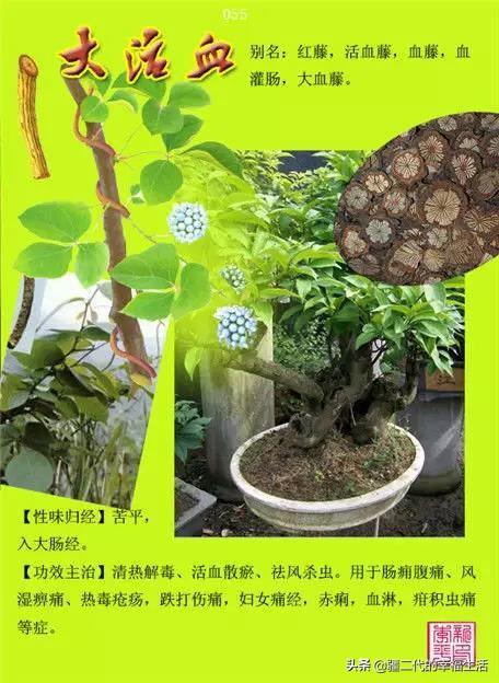 常见中草药图谱，中草药经典图谱（让你知道常用药都长啥样）