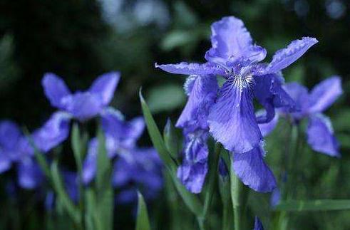 天堂鸟花语，天堂鸟花图片（你知道大自然中这些花的花语吗）