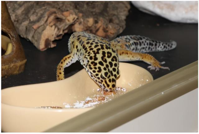 守宫吃什么，守宫能吃蔬菜和水果吗（守宫为什么要吃钙粉）