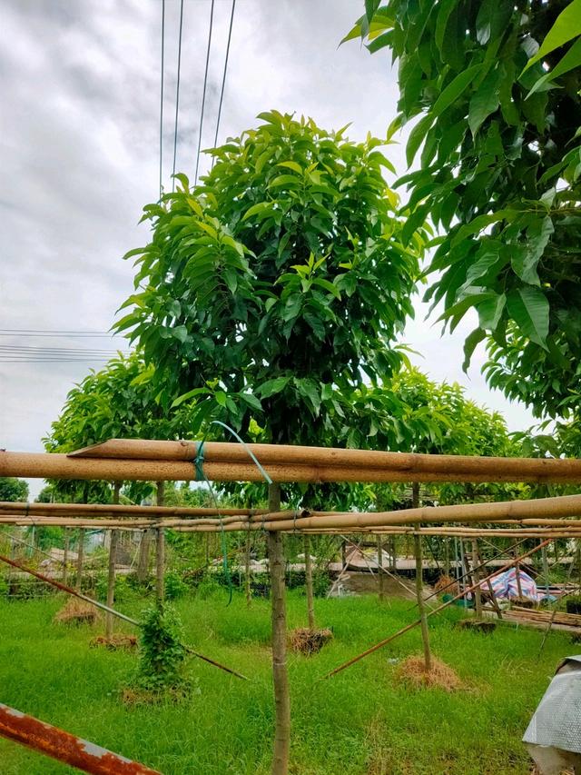 布迪椰子苗，布迪椰子树的生长温度是多少（珠三角区20年老字号）