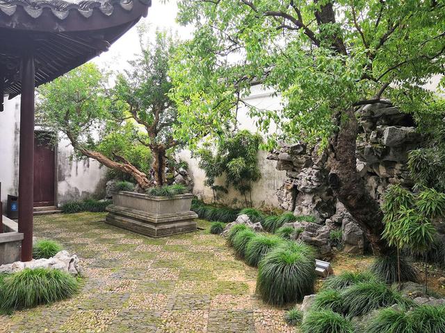 两棵枣树有何寓意 家里种两棵枣树有什么含义，两棵枣树有何寓意（俗话“庭院有四树）