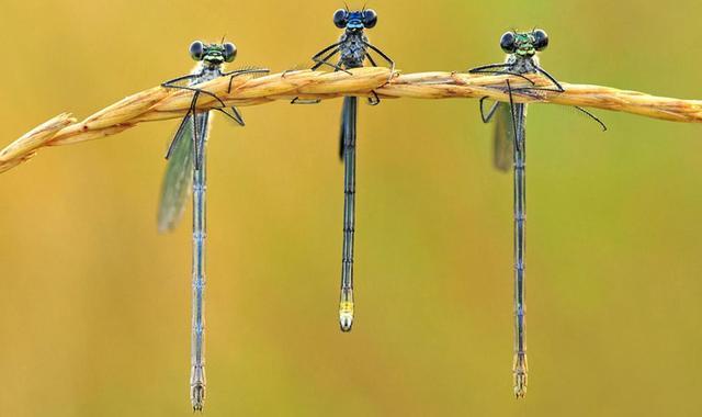 蜻蜓的特点是什么，蜻蜓的特点是什么技能（蜻蜓的特点是什么）