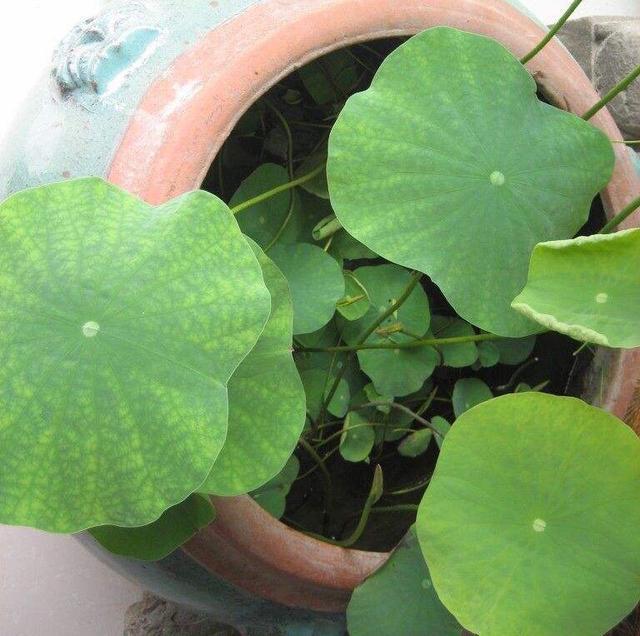 如何种植荷花，秋天还有大收获