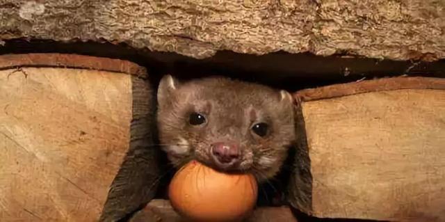 黄鼠狼长什么样子，黄鼠狼身上长什么样（也许需要一次正名）